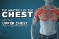 Video Article: The Anatomy Of The Chest With Jim Stoppani